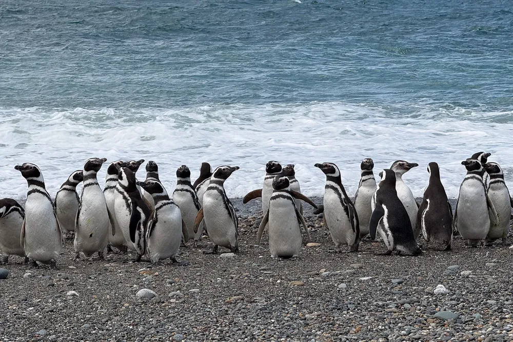 Copia de Pingüinos de Cabo Vírgenes, Foto Vicky Álvarez 1